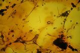 Fossil Fly, Coprolites, and Spider Webs in Baltic Amber #207518-3